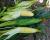 Trinity Sweet Corn Crookham Company
