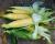 Kristine Sweet Corn Crookham Company Seed Ears of Corn in Field