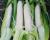 Stud Premium Sweet Corn Processor Crookham