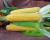 Kodiak Sweet Corn Crookham Company