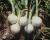 Intermediate Onion Seed Great White Crookham Company
