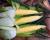 Forerunner CSAYF16-1019 Crookham Sweet Corn Seed