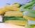 Crookham Company Sweet Corn Seed Quick Start