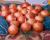 Crookham Company Long Day Onions Epic