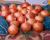Crookham Company Long Day Onions Epic