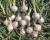 Short Day Vanna Crookham Onion Seeds