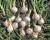 Short Day Vanna Crookham Onion Seeds