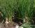 Long Day Onion White Cap Crookham Company Onion Seed