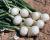 OSWS15-2148 Betty Short Day Onion Crookham Onion Seed