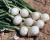 OSWS15-2148 Betty Short Day Onion Crookham Onion Seed