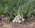 OIWS15_5000 White Summit Intermediate Crookham Onion Seeds