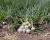 OIWS15_5000 White Summit Intermediate Crookham Onion Seeds