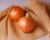 Crookham Intermediate Onion Seed Acadia