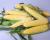 Shipper Globetrotter Crookham Sweet Corn Seeds