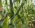 CHYP19-1531 Landcruiser Processor Crookham Sweet Corn Seed