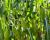 CSHYP17-1231 Sweet Corn Processor Crookham Company Seed