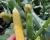 ZHY4944OD Duration Shipper Yellow Sister to Globetrotter Crookham Sweet Corn Seed