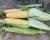 Crookham Company Fresh Market Sweet Corn Pot of Gold sh2i