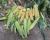 Sweet Corn Processor Impress_Seed Ears in Field Crookham Company