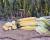 ZHY5233 Crookham Sweet Corn Processor Seed Ears in Field ZHY5233 
