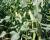 Sweet Corn Processor Seed Galaxy Ears in Field Pacific Northwest Crookham Company Seed