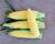 Sweet Corn Processor Seed Galaxy in Australia Crookham Seed