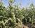 Grampian Plant in Field PNW Crookham Sweet Corn Processor Seed