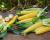 GrenadierCrookham Sweet Corn Processor Seed Multiple Ears in Field