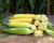 Imperator  Ears in Field Crookham Company Sweet Corn Processor Seed