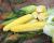 Sweet Corn Processor Seed ZHY5022OD Ears in Field Crookham Company