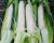 Stud Premium Sweet Corn Processor Crookham