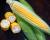 Crookham Sweet Corn Marvel