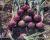 Red Long Day Onion Tantrum 14-1265 Crookham Company Seed