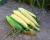 19-1642 Dash Crookham Sweet Corn Seed