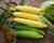 15-990_1 Sugar Start Crookham Sweet Corn Seed
