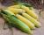 18-1309 Championship Sweet Corn Seed Crookham Company Ears in Field