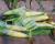 18-1453 Leadership Sweet Corn Seed Crookham Company Ears in Field