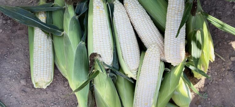 Eden RMN_Nirvana Series_sh2i Seed Crookham Company ears of corn in field