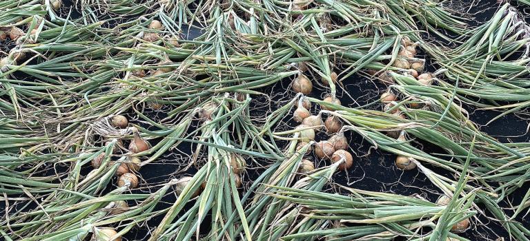 Trident in Wisconsin Crookham Company Onion Seed field before harvest