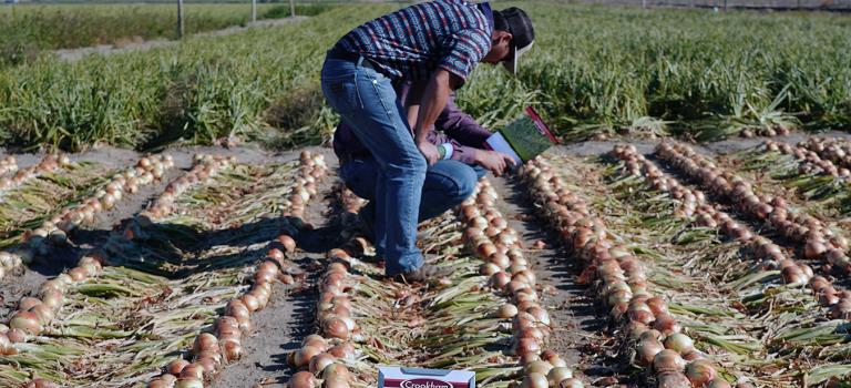 Crookham Onion Reveal 2024 Growers inspecting 12-721