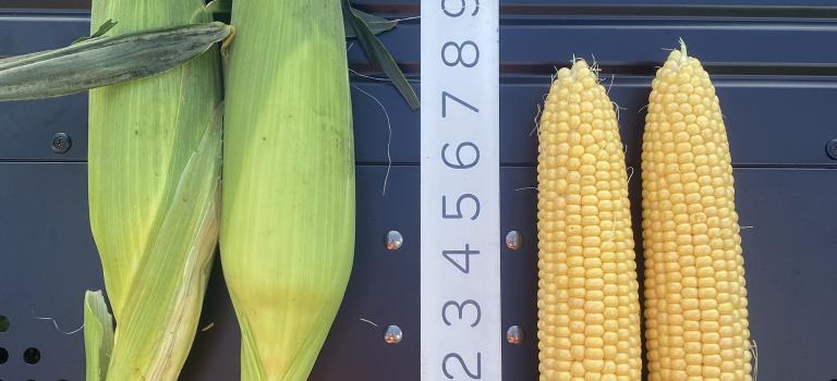 21_1812i sh2i Sweet Corn Seed in Florida Crookham Company