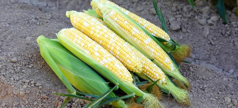 Dash 19-1642 Crookham Sweet Corn Fresh Market Seed