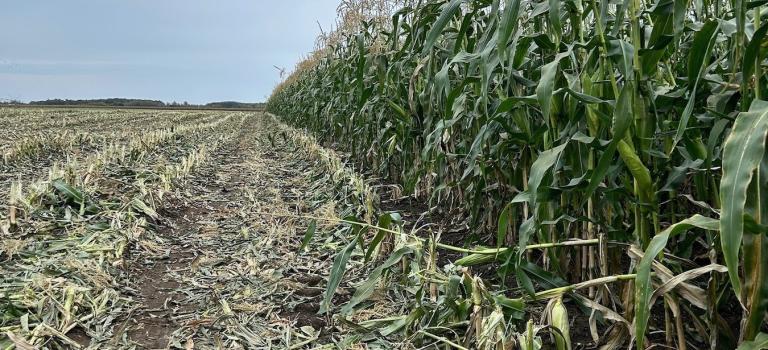 Harvesting Landcruiser in Hungary Crookham Sweet Corn Seed 2024
