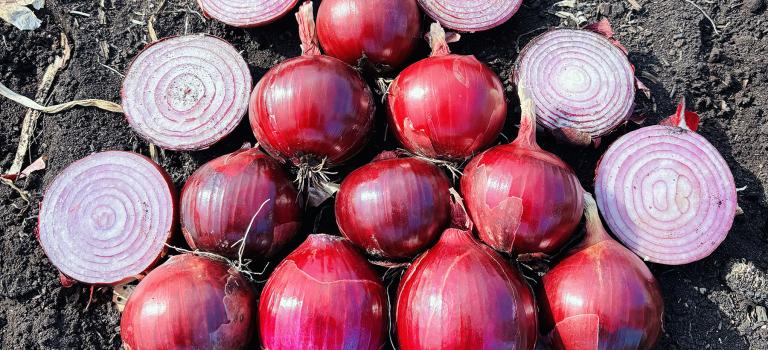 Tantrum in Wisconsin 2025 Crookham Red Long Day Onion Seed