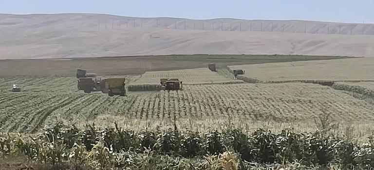 Grenadier Columbia Basin 2024 Harvestors at work Crookham Sweet Corn Processing Seed