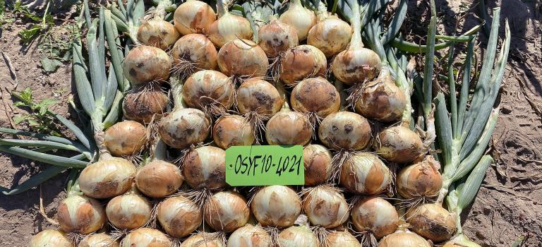 OSYF10-4021 Georgian Onions Crookham Company Onion Seed