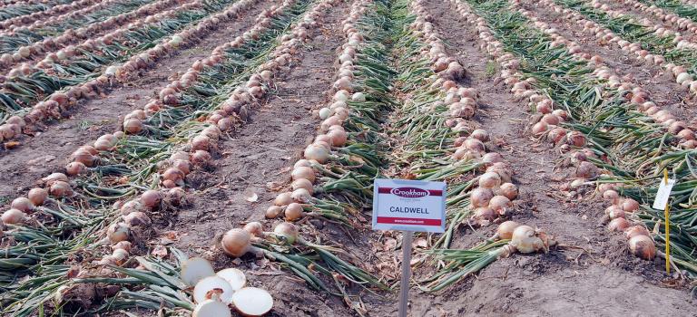Caldwell Long Day Onion Crookham Company Seed