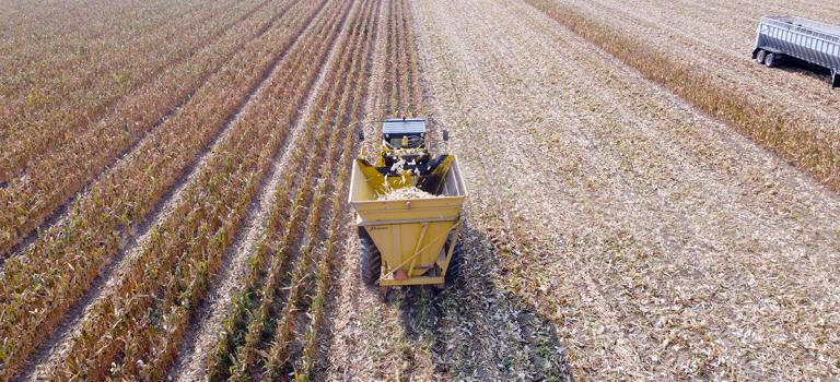 Sweet Corn Harvest 2020