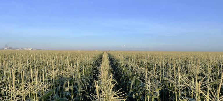 Globetrotter Commercial Field in Florida before harvest great stand and consistency Crookham Seeds