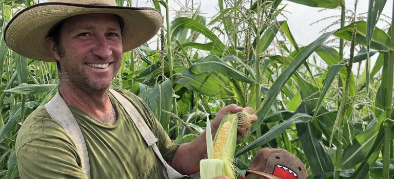 Organic Temptress Sweetcorn, Organic Trial 2018